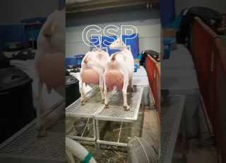 زیادہ دودھ دینے والی بکری کا عنوان Heavy Milking Goat Imported Goats Goatsworld