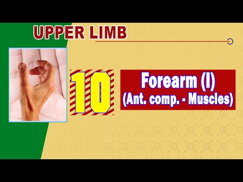 𝟏𝟎 𝐅𝐨𝐫𝐞𝐚𝐫𝐦 𝐈 𝐀𝐧𝐭𝐞𝐫𝐢𝐨𝐫 𝐜𝐨𝐦𝐩𝐚𝐫𝐭𝐦𝐞𝐧𝐭 𝐌𝐮𝐬𝐜𝐥𝐞𝐬 𝐍𝐞𝐫𝐯𝐞𝐬 عضلات وأعصاب الجزء الأمامي من الساعد