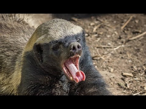 URGENT ATTETION ÔH BAAKH NA RÉK صلوات ربي وسلامه عليهم رضوان الله عليهم أجمعين