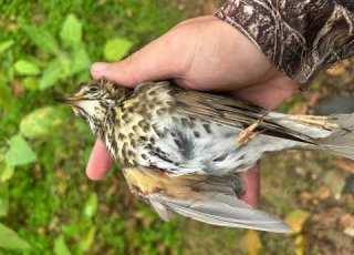  اجمل صوت سمن مجرب Best Thrush Sound