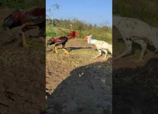 Cock Fight