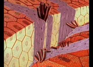 Once Upon A Time Life 06of26 The Tiny Platelets Xvid MP3 En De Fr Es Mvgroup Org
