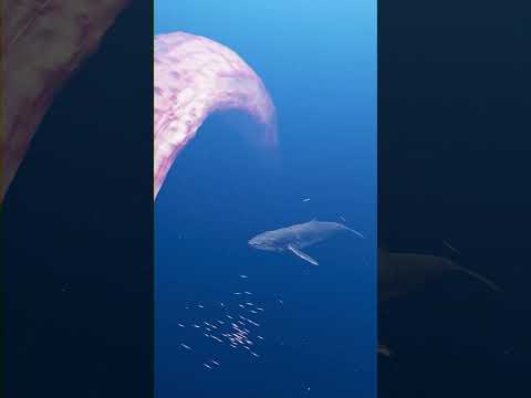 Whales Attacked By Strange Creatures Zeenchu Shorts Creature Deepsea