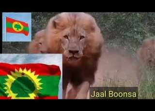  Jaal Boonsaa