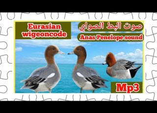  جديد صوت رائع لصيد البط الصواي Anas People Sound Eurasian Wigeoncode البط الصواي