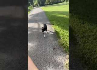  This Dog Decided To Join My Run And Never Left My Side The Whole Time Guess We Are Pals Now