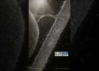  Kinesin The Motor Protein That Powers Your Cells Shorts