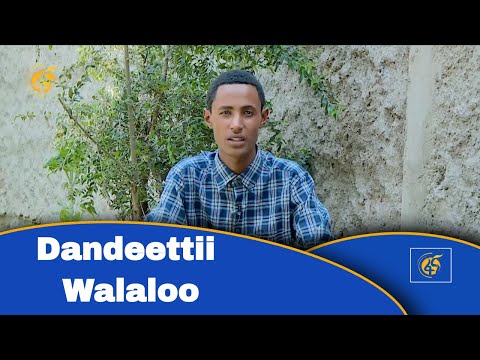 Dandeettii Walaloo