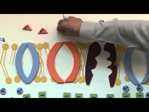 الأحياء الصف الثانى عشر الدرس رقم 6 انتقال السيال العصبى الأحياء الصف الثانى عشر الدرس رقم 6 انتقال السيال العصبى