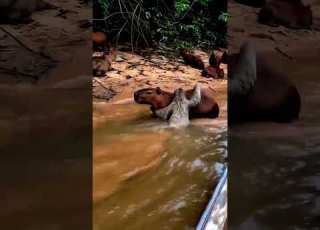  ويمتد إليك حبل نجاة لم تكن تتوقعه فثق بالله وتوكل عليه لطف الله ابلور الرحمن Animals