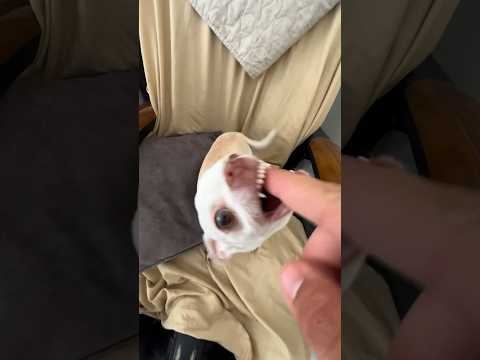 I Love The Kuchi Kuchi