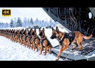 How Police Dogs Are Trained K9 Elite Military Training