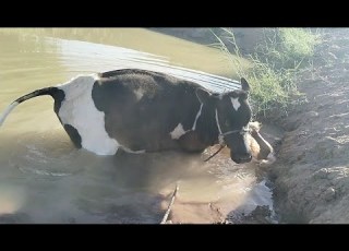  بقره تسبح فى الماء Cow Swimming In The Water