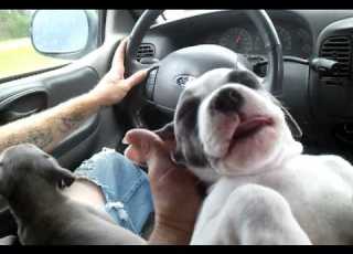  Doggone Tired