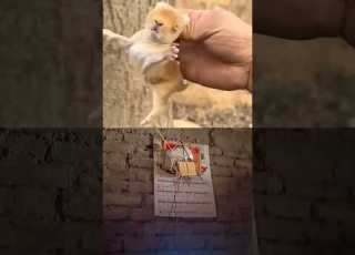 Katbirali Ta Moja Nitase Cute Animals Funny Pets Fruit Dramachannel Comedyfilms Duet