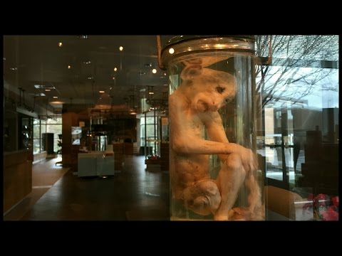 مكتب التحقيقات في جورجيا قرد من المريخ فأس قتل ملعون بالسحر الأسود