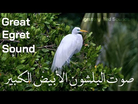 صوت البلشون الأبيض الكبير Great Egret Sound