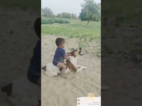Dog And Papu In Actionپپو اور کتا ان ایکشن Shorts Shortsvideo Youtubeshorts Dog And Papu In Actionپپو اور کتا ان ایکشن Shorts Shortsvideo Youtubeshorts