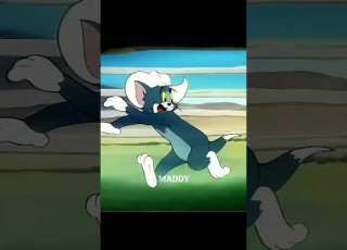  Tom Being Sigma With The Bull Entertainment Tomandjerry Satisfying Fearless Bullriders