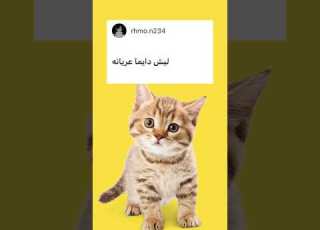  قطوس يجاوب اسئلتكم