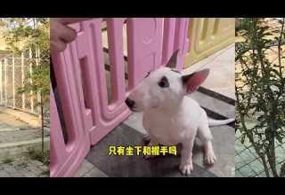 狗不听话的原因 牛头梗 牛头梗孙红雷 牛头梗日常