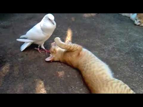 قط حاول اكل طيوري ولاكن