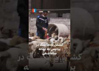 کشتن ده ها سگ در پردیس به بهانه ساماندهی
