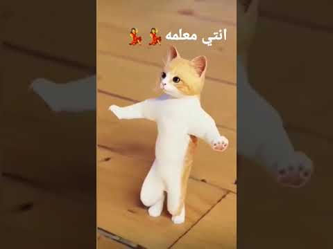 القطه الراقصه انتي معلمه