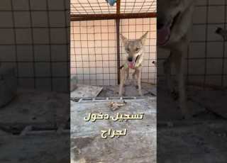 13 أكتوبر 2021
