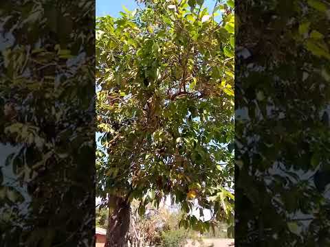 MTI Wa MZAMBARAO Dr AbdilAzizi Aziz 243992112727