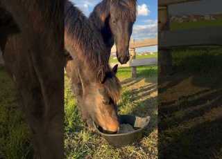 Зачем кастрировать жеребца конюшня Horse лошади животные жеребец