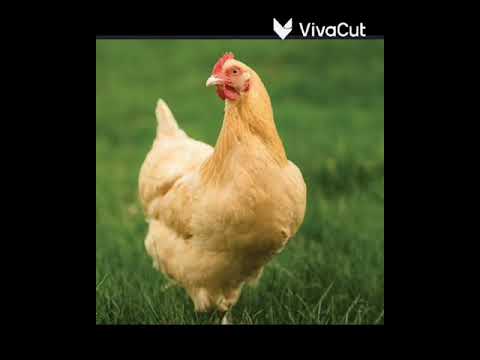 صوت الدجاجه للاطفال
