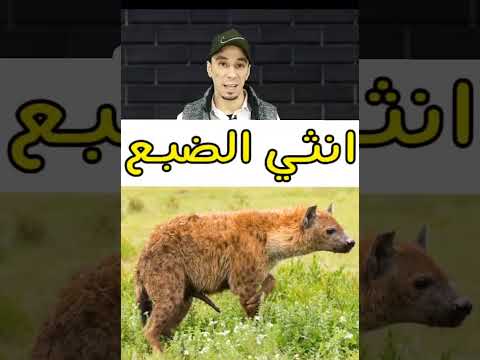 معلومات غريبه وعجيبه عن الضباع