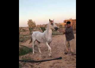 بفضل الله ومنته قبل التشبية التحكم بالحصان ورده عن فرس شايع بحبل فقط خيل حصان Horse