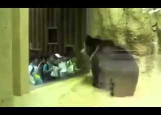  Thug Life Dancing Bear