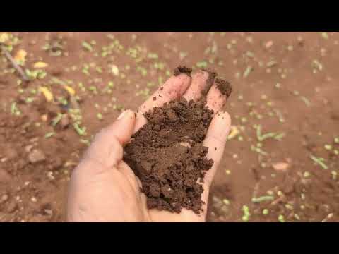 Jifunze Kilimo Cha Mboga Za Majani Kilimohalisi