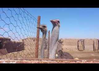  Голоса птиц Страус Common Ostrich Song