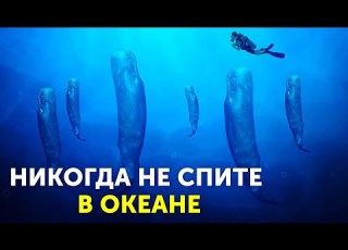 Факты о морских животных которые не дадут вам уснуть как это всегда бывает с ними