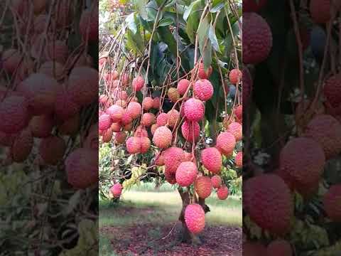 Litchi