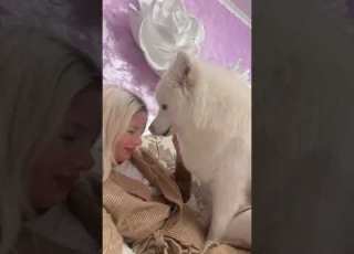  Vă Este Dor Să Ne Vedeți în Această Postură Cutepuppy Samoyed Layla Funny Dog Fyp