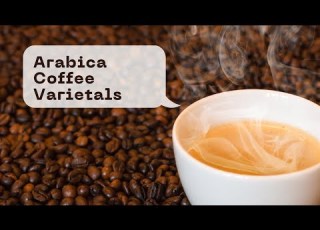 Arabica Coffee Varietals Bourbon Typica More