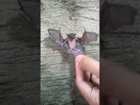 May Nakita Kming Paniki Shorts