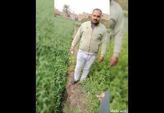 نوي قليوبيه