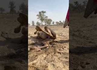  في ظل الفقر يظهر الجمل في الصحراء بحالة غريبة ومؤثرة