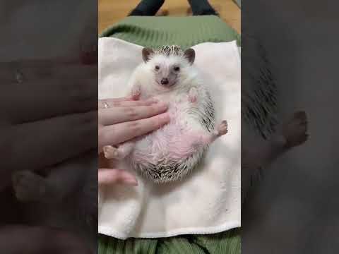 افضل مساج ياباني Shorts