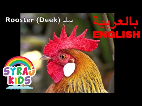 Learn Farm Animals English Arabic Bilingual حيوانات المزرعة بالعربية و الانجليزية