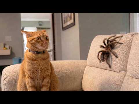 Crazy Cats Vs Wild Animals You Can T Stop Laughing Chaos Moments 2026