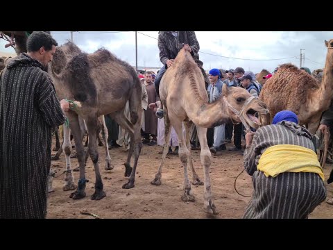 سوق جمال بالمغرب سوق حد درى إقليم صويرة سوق جمال بالمغرب سوق حد درى إقليم صويرة