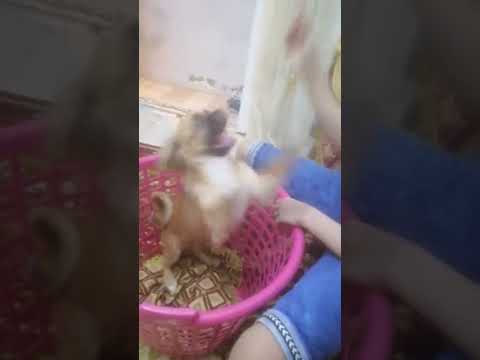 انا جيت تريح يلا