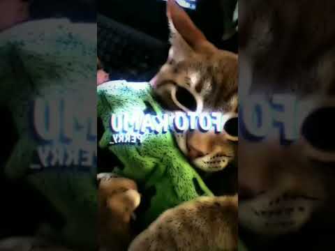 Template Capcut Keren LD Https Www Mediafire Com File Bl8icrc4smuom06 Lv 0 20220410004116 Mp4 File